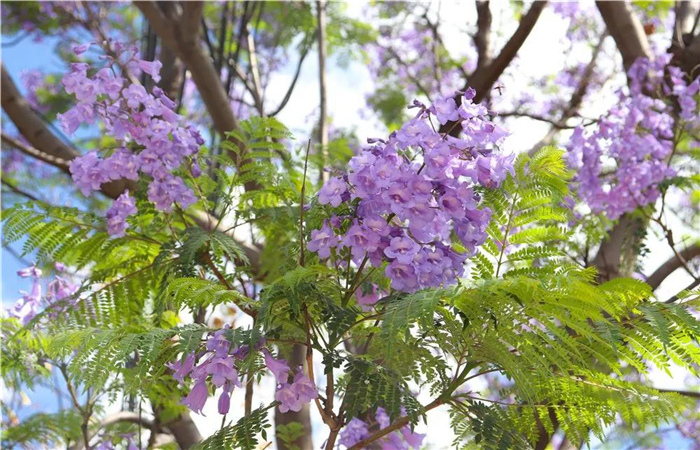 大理的藍(lán)花楹開(kāi)了，邂逅一場(chǎng)“藍(lán)花雨”，赴一場(chǎng)紫色浪漫！