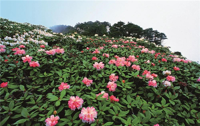 大理旅游 六月，蒼山等你赴一場(chǎng)花的“盛宴”！
