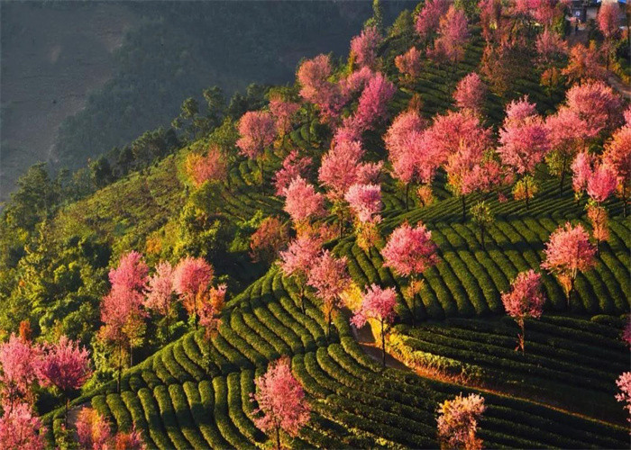 大理旅游：冬日賞櫻，徒步無量山。漫步洱海，打卡s彎小鐮倉。邂逅精靈，洱海紅嘴鷗。